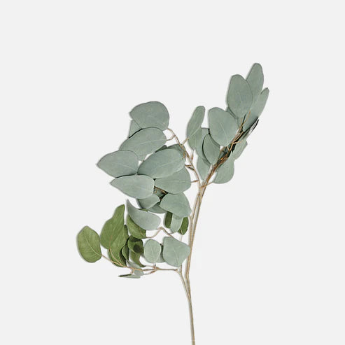 Eucalyptus Populus Stem