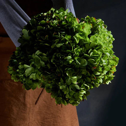 Hydrangea Stem - Green