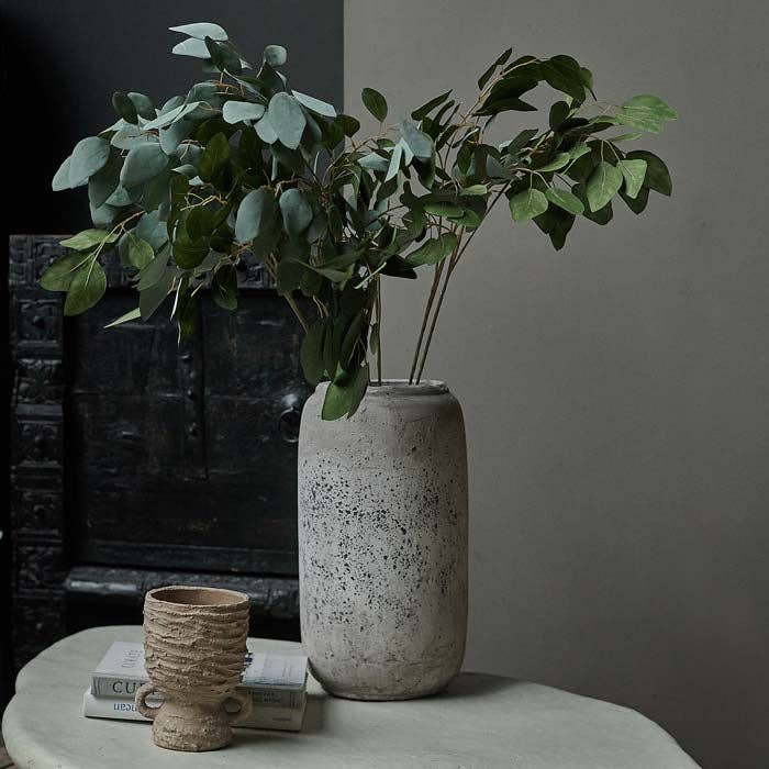 Eucalyptus Populus Stem