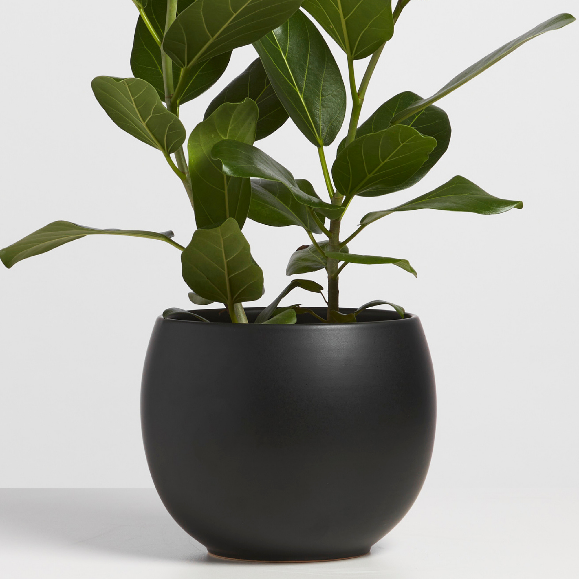 black ceramic plant pots indoor Catalina Sphere Pot