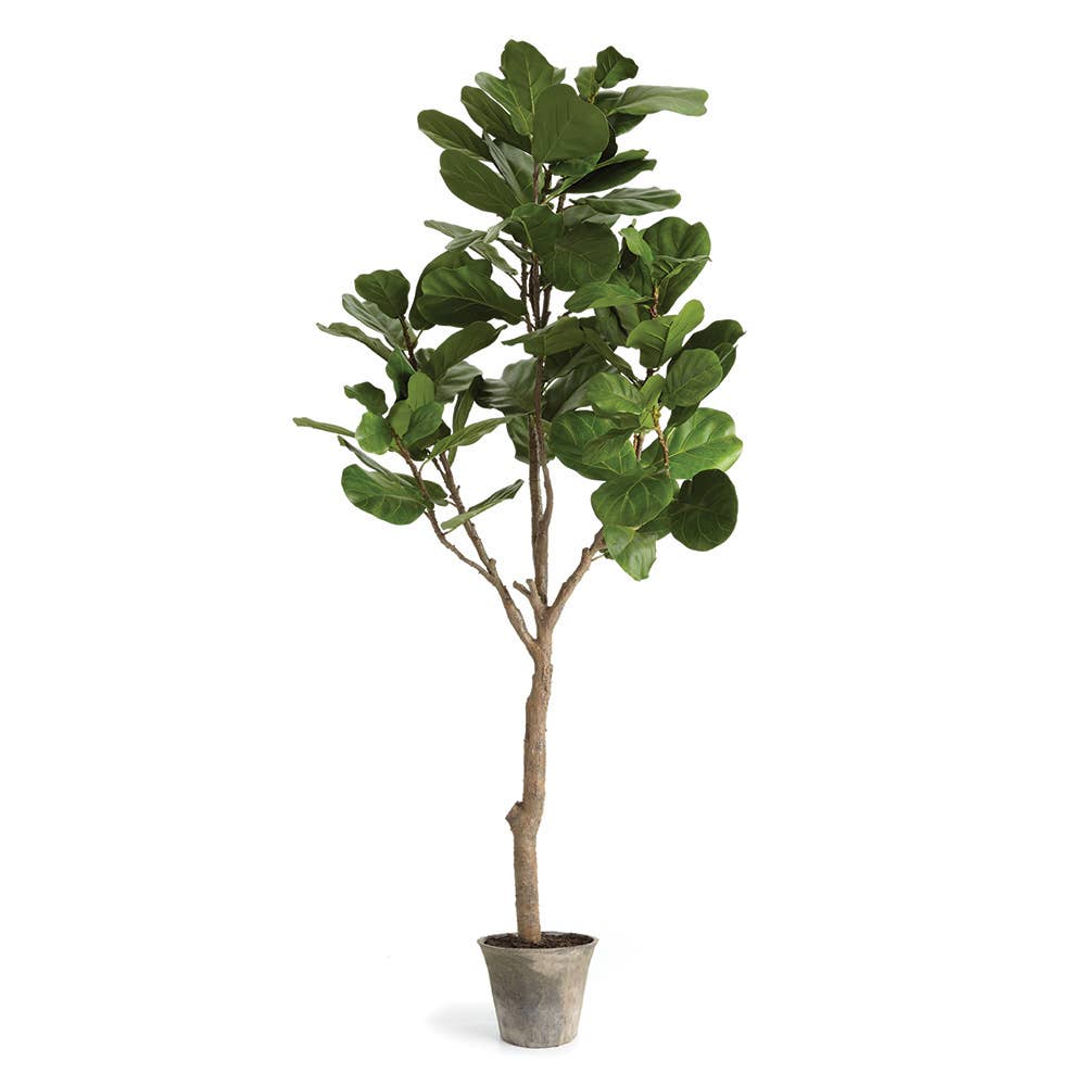 Fiddle Leaf Fig Tree